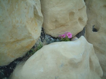 擬岩に花を植える